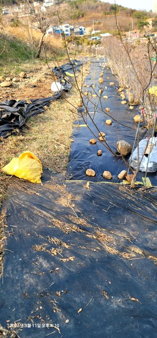 박종화님의 기타작물 · 영농일지 작성글 사진