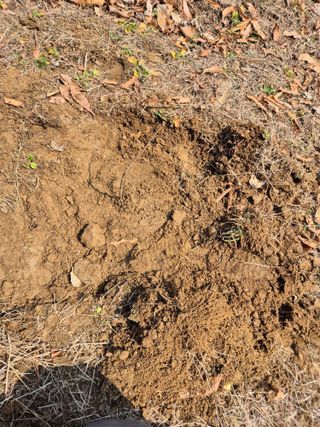 호랑이별님의 기타작물 · 영농일지 작성글 사진