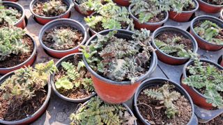 이정운님의 기타작물 · 영농일지 작성글 사진