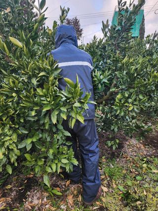 산방자연농원님의 귤 · 영농일지 작성글 사진