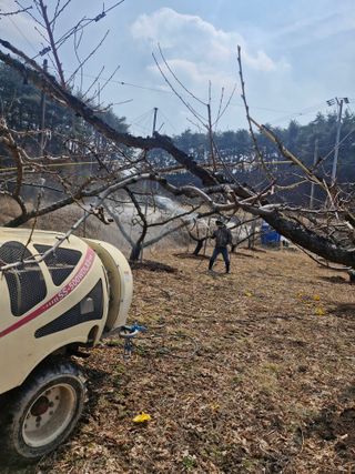 백운농원 님의 복숭아 · 영농일지 작성글 사진