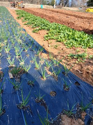 김형수님의 양파 · 영농일지 작성글 사진