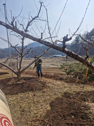 백운농원 님의 복숭아 · 영농일지 작성글 사진