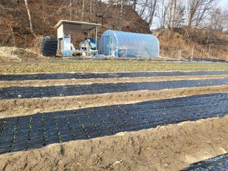 전선경님의 마늘 · 영농일지 작성글 사진