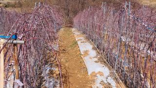 이정운님의 기타작물 · 영농일지 작성글 사진