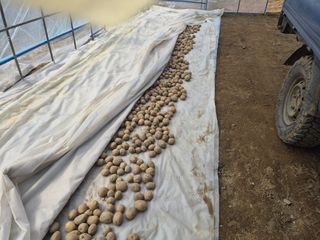 박민영님의 감자 · 영농일지 작성글 사진