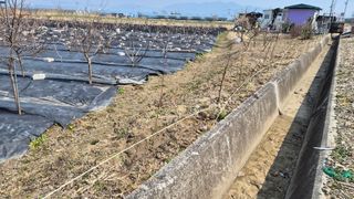 늘푸른 농장주님의 기타작물 · 영농일지 작성글 사진