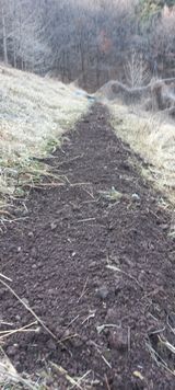 팜모닝 두릅·영농일지 게시글 이미지