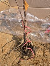 팜모닝 기타작물·영농일지 게시글 이미지