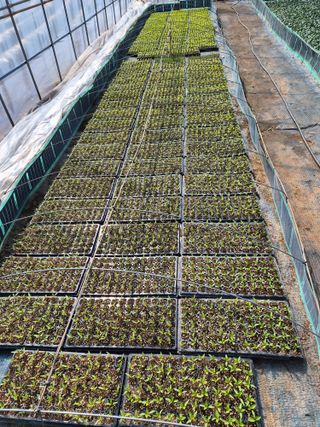 남기탁 님의 고추 · 영농일지 작성글 사진