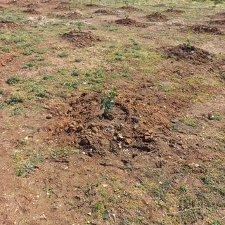 김건우님의 기타작물 · 영농일지 작성글 사진