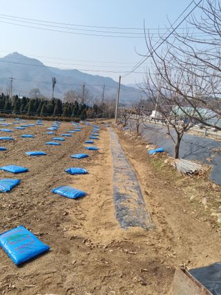 김정태님의 마늘 · 영농일지 작성글 사진