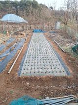 팜모닝 양파·영농일지 게시글 이미지