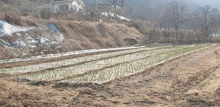 정천복님의 마늘 · 영농일지 작성글 사진