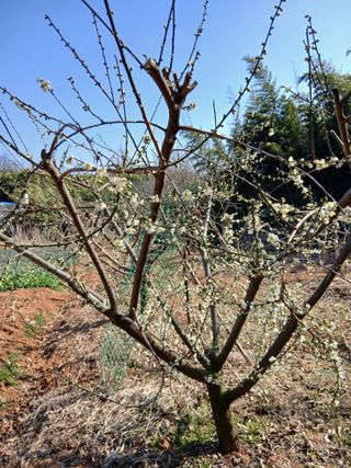 김형수님의 양파 · 영농일지 작성글 사진