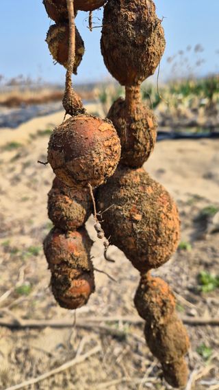 늘푸른 농장주님의 기타작물 · 영농일지 작성글 사진