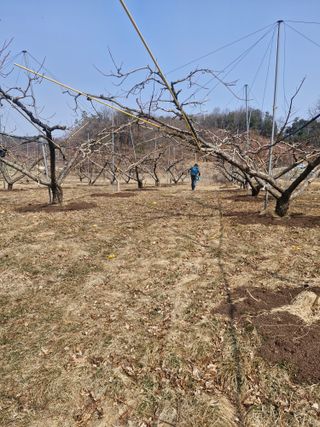 백운농원 님의 복숭아 · 영농일지 작성글 사진