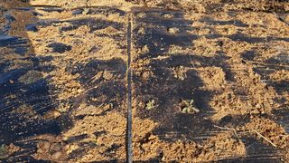 이정운님의 기타작물 · 영농일지 작성글 사진