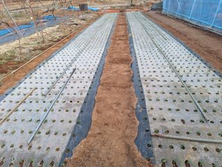 김용환님의 양파 · 영농일지 작성글 사진