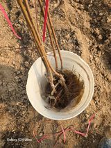 팜모닝 복숭아·영농일지 게시글 이미지