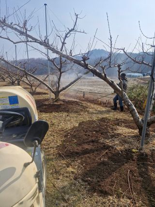 백운농원 님의 복숭아 · 영농일지 작성글 사진