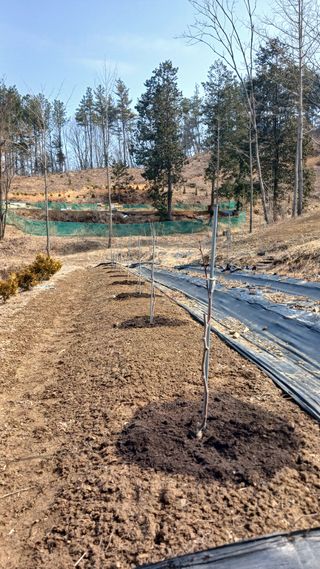 박준권님의 기타작물 · 영농일지 작성글 사진