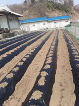 팜모닝 감자·영농일지 게시글 이미지