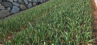 농건이님의 기타작물 · 영농일지 작성글 사진