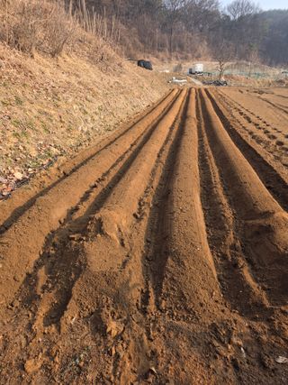 최경림님의 감자 · 영농일지 작성글 사진