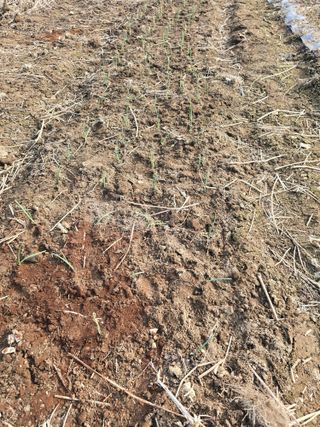 김유숙님의 기타작물 · 영농일지 작성글 사진