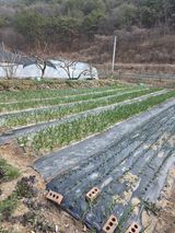 팜모닝 마늘·영농일지 게시글 이미지