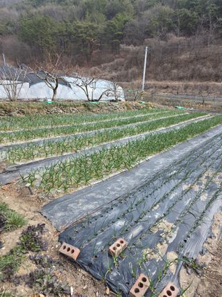 동길니우스님의 마늘 · 영농일지 작성글 사진