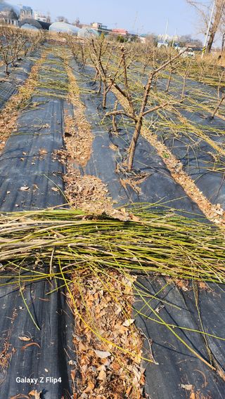 정헌경님의 기타작물 · 영농일지 작성글 사진