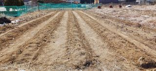 남궁봉님의 감자 · 영농일지 작성글 사진