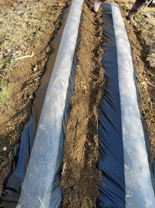 별빛농장지기님의 감자 · 영농일지 작성글 사진