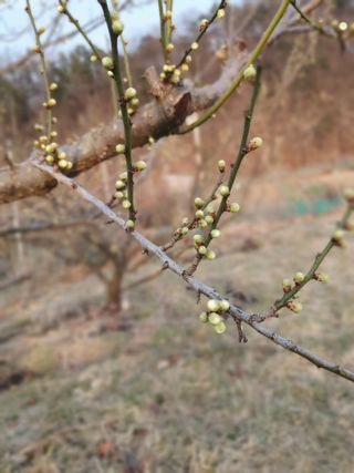 서선옥님의 감 · 영농일지 작성글 사진