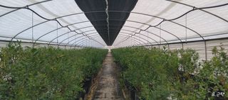 류근택님의 블루베리 · 영농일지 작성글 사진