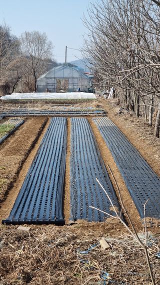 김지철님의 기타작물 · 영농일지 작성글 사진