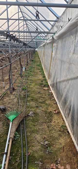 이화주님의 포도 · 영농일지 작성글 사진