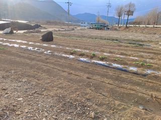 손정식님의 감자 · 영농일지 작성글 사진