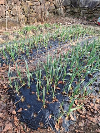 헤이쥬회원님의 마늘 · 영농일지 작성글 사진