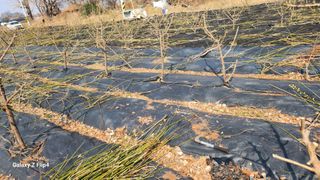 정헌경님의 기타작물 · 영농일지 작성글 사진