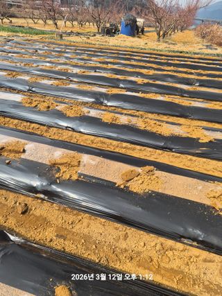 정택님의 감자 · 영농일지 작성글 사진