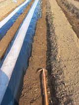 팜모닝 감자·영농일지 게시글 이미지