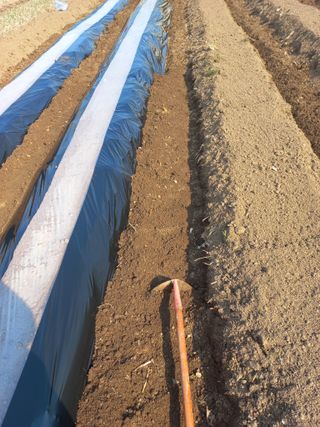 너바라기님의 감자 · 영농일지 작성글 사진