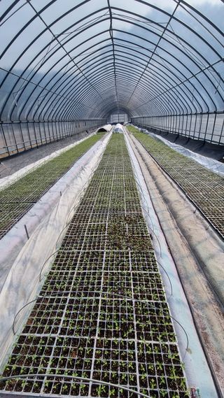 박미연님의 고추 · 영농일지 작성글 사진