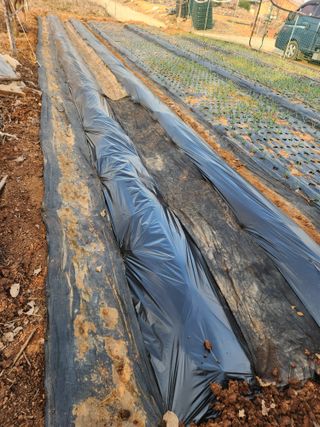 벙개도리님의 감자 · 영농일지 작성글 사진