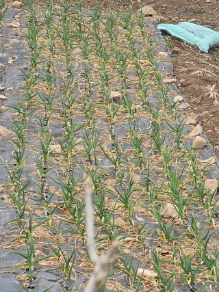 청산거사님의 마늘 · 영농일지 작성글 사진