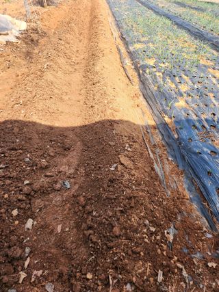 벙개도리님의 마늘 · 영농일지 작성글 사진