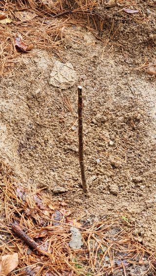 권혁렬님의 두릅 · 영농일지 작성글 사진